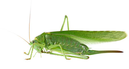 Orthoptera-Tettigoniidae, bush cricket, "long-horned grasshoppers" isolated on white, side view