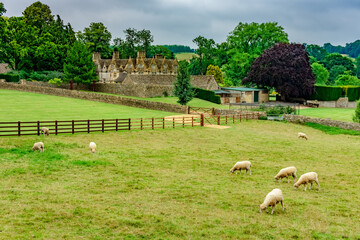 Sheep graze on the grounds of an English country estate - 618315516