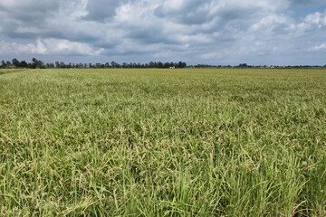Rice field in the Ebro Delta, Tarragona, Spain.