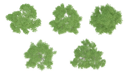 Set of green trees on top view isolated on transparent background, 2d plants, 3d render illustration.