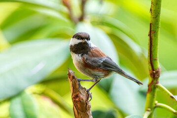 chestnut-backed chickadee (Poecile rufescens) perching on a rhododendron