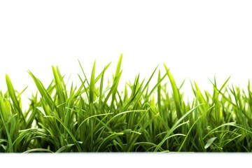 Obraz premium stock photo of grass white isolated background Generative AI