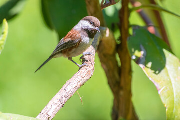chestnut-backed chickadee (Poecile rufescens) perching on a rhododendron