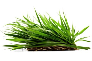 stock photo of Green reeds white isolated background Generative AI