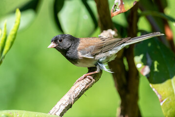Dark-eyed junco (Junco hyemalis) Oregon coloration perching on a rhododendron 