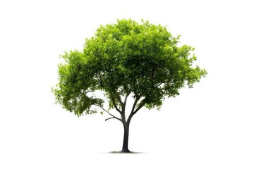 Fototapeta na wymiar stock photo of Green tree white isolated background Generative AI