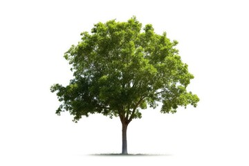 Fototapeta na wymiar stock photo of Green tree white isolated background Generative AI