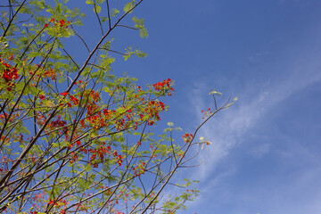 Barbados pride flower or dwarf poinciana, flower fence, paradise flower, peacock's crest, pride of barbados