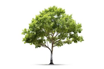 stock photo of Green tree white isolated background Generative AI