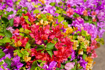 Beautiful bougainvillea flowers with green leaves