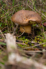 Phlebopus marginatus is an australian native mushroom