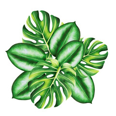 Watercolor bouquet of realistic tropical leafs. Illustration of monstera, ficus isolated on white background. Beautiful botanical hand painted floral elements. For designers, spa decoration, postca