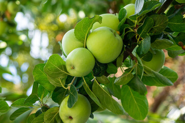Manzanas verdes colgando en las ramas de un manzano.