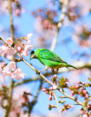 bird out blue