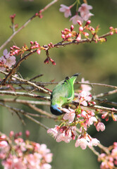 bird out blue
