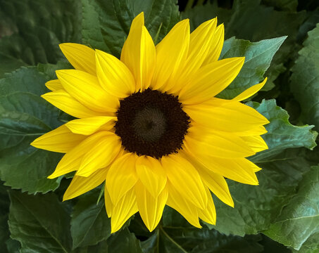 Beautiful yellow sunflower with green leaves natural background.