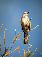 bird - thrush of the field