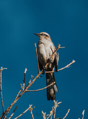bird - thrush of the field