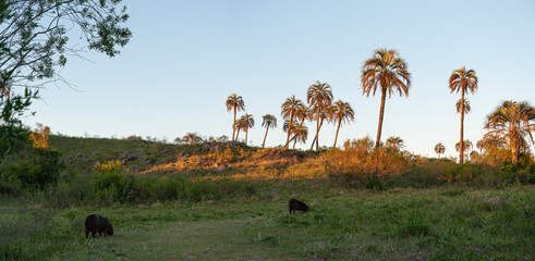 Fototapeta na wymiar Parque national El Palmar