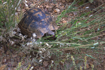 a cute turtle among green grass and flowers