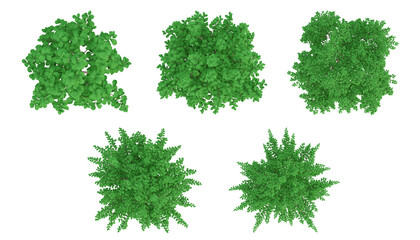 Green trees on top view isolated on transparent background, 2d plants, 3d render illustration.