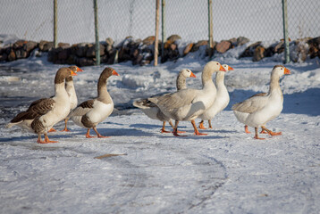 Free-roaming geese on snow at poultry farm.