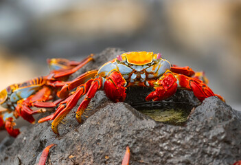 Galapagos Crabs