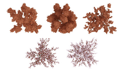 Red trees on top view isolated on transparent background, 2d plants, 3d render illustration. © Sandy