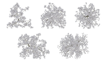 White trees on top view isolated on transparent background, 2d plants, 3d render illustration. © Sandy