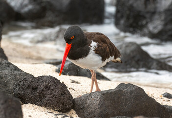 Galapagos Oyster Catcher