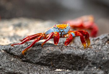 Galapagos Crab