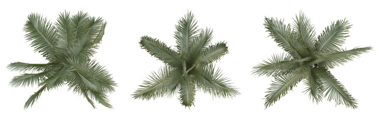 Naklejka premium Set of palm trees on top view isolated on transparent background, 3d render illustration.