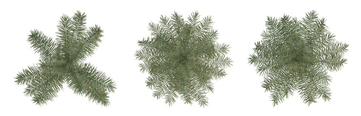 Set of palm trees on top view isolated on transparent background, 3d render illustration.