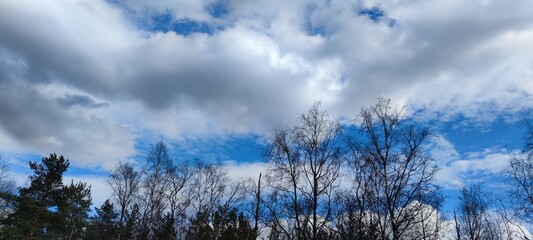 Snow-white fluffy cloud. Above the tops of the trees, some of the branches of which are still without leaves, a large white cloud hangs against the blue sky. Above it, other translucent clouds.