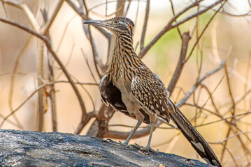 Greater Roadrunner (Geococcyx californianus) on a hunt for lizards in Baja California Sur, Mexico