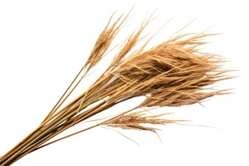 stock photo of reeds white isolated background Generative AI