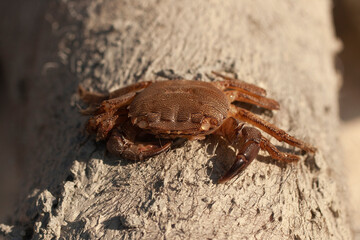Pachygrapsus marmoratus is a species crab, sometimes called the marbled rock crab or marbled crab. Black Sea.