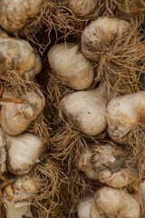 Garlic. Harvesting in summer. Plant root close-up.
