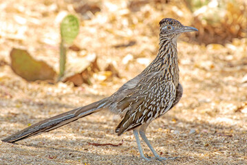Greater Roadrunner (Geococcyx californianus) on a hunt for lizards in Baja California Sur, Mexico