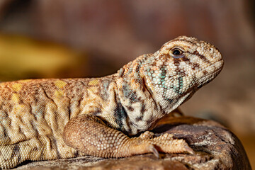 Decorated spike tail. Uromastyx ornata. Close-up.