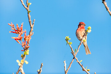 house finch (Haemorhous mexicanus)