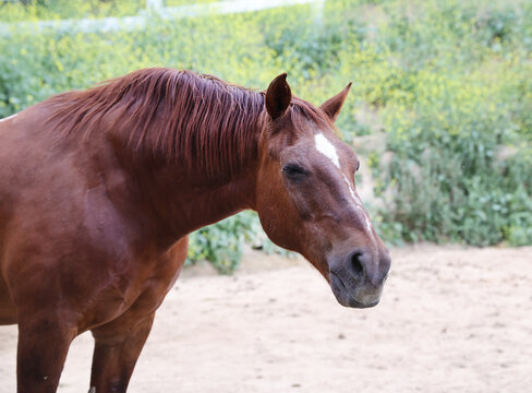 horse snorting