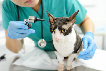 Veterinarian doctor checking the ears of cat of the breed Cornish Rex with otoscope in veterinary clinic. Health of pet. Care animal. Pet checkup, tests and vaccination in vet office.