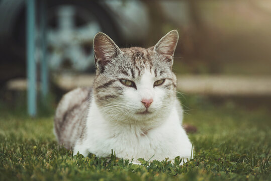 Relaxed cute cat on the grass