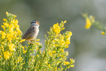 white-crowned sparrow (Zonotrichia leucophrys) singing in the pacific northwest