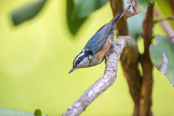 red-breasted nuthatch (Sitta canadensis) perching on a rhododendron in the pacific northwest