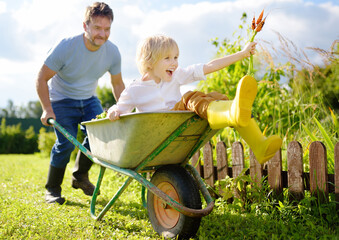 Happy little boy having fun in a wheelbarrow pushing by dad in domestic garden on warm sunny day. Active outdoors games for kids in summer. - obrazy, fototapety, plakaty