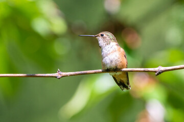 Rufous hummingbird (Selasphorus rufus) perching on a branch in the pacific northwest 