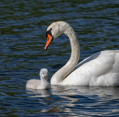Mute Swan Family