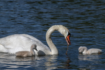 Mute Swan Family